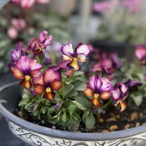 ビオラ,ビオラヌーヴェルヴァーグ,ガーデニング初心者,お花のある暮らし,サトウ園芸の画像