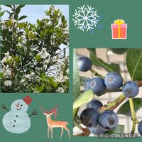 シャリンバイ,花のある暮らし,スマホ撮影,チーム愛知,2020年スタートの画像