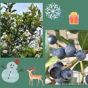 シャリンバイ,花のある暮らし,スマホ撮影,チーム愛知,2020年スタートの画像