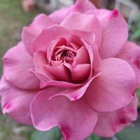 バラを楽しむ,咲いてくれてありがとう❤,おうち園芸,薔薇プラムグレイ,小さな庭の画像