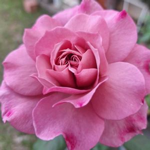 バラを楽しむ,咲いてくれてありがとう❤,おうち園芸,薔薇プラムグレイ,小さな庭の画像