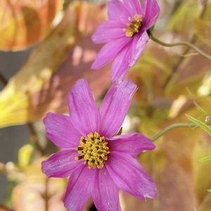 コスモス,トラ次郎,癒し,花のある暮らしの画像