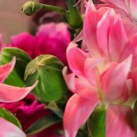 クルクマ,クルクマの画像