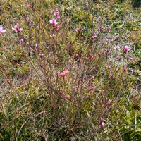 雑草,日記,こぼれ種,自己流,無農薬の画像