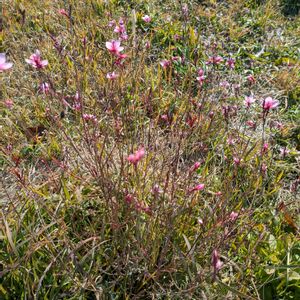 雑草,日記,こぼれ種,自己流,無農薬の画像