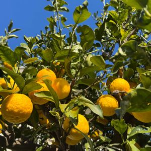 花のある暮らし,GSアダルトチーム,空が青い☀️,お出かけ先の画像