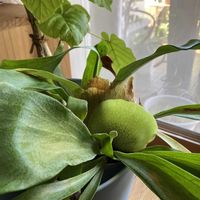 コウモリラン,アガベ,サンスべリア,リビング窓辺,庭の画像