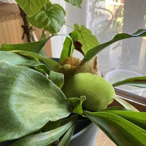 コウモリラン,アガベ,サンスべリア,リビング窓辺,庭の画像