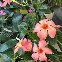 サンパラソル,クライミングサンパラソル,クライミングサンパラソル,可愛い,スリット鉢の画像