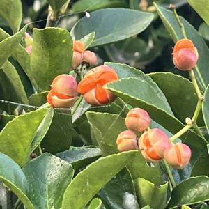 散歩道中,ベランダの画像