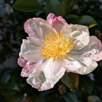 サザンカ,ご近所の画像