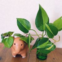 スェーデン　アイビー,観葉植物,フィロデンドロン属の画像