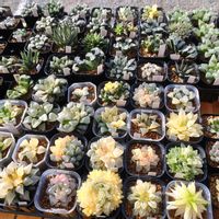 ハオルチア,多肉植物,多肉大好き,多肉植物とサボテン,イベントの画像