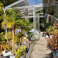 アレカヤシ,ロベ,ビスマルキア,庭の画像