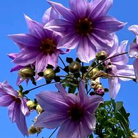 皇帝ダリア,皇帝ダリア,公園,花壇,ガーデニングの画像