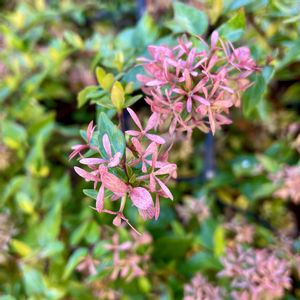 アベリア,花のある暮らし,スマホ撮影,さんぽ道,お出かけ先の画像