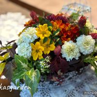 ビデンス,ビデンス,キク,コリウス,ジニアの画像