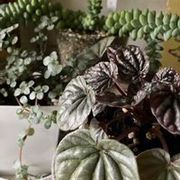ピレア,ビア ホップ,多肉植物,観葉植物,ペペロミア属の画像