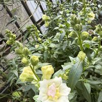 金魚草,ガーデニングの画像