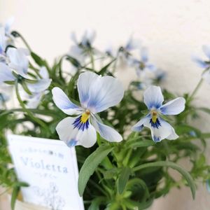 パンジー・ビオラ,ビオラ,ビオレッタ,ビオレッタ　しずく,ベランダガーデンの画像