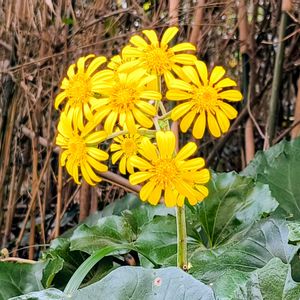 野草,季節の花,花のある暮らし,緑のある暮らし,湘南の画像