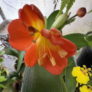 クンシラン,温室,+安曇野の画像