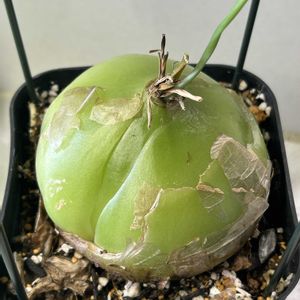 蒼角殿,植中毒,珍植物,バルコニスト,増やし過ぎの画像