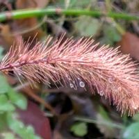 アナベル,ヤブマメ,ノシランの実,熨斗蘭（ノシラン）,冬芽と葉痕の画像