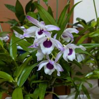 デンドロビウムの画像