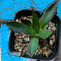 アガベ,アガベ ホリダ,ベランダの画像