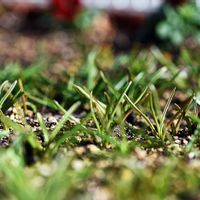 ムスカリ,秋植え球根,春咲き球根,庭の画像