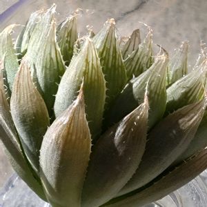 ハオルチア  青雲の舞,ハオルチア 青い妖精,水耕栽培,みどりのまとめの画像