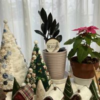 ザミオクルカス  レイヴン,鉢植え,ハンドメイド,ハンドメイド雑貨,ハンドメイド作品の画像