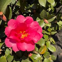 サザンカの画像