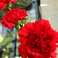 カーネーション,東北人花の会の画像