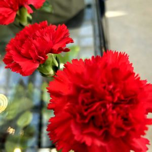 カーネーション,東北人花の会の画像
