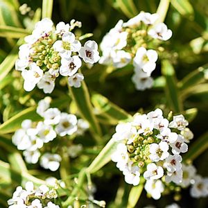 スーパーアリッサム・フロスティナイト,花びら,蕾 つぼみ,ＰＷ,テラスの画像