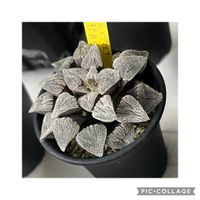 ハオルチア,ハオルチア　ピグマエラ　十六夜(イザヨイ),多肉植物,おうち園芸,リビング・ダイニングの画像