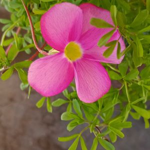 ベランダの画像