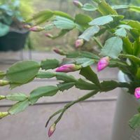 ジンチョウゲ,沈丁花,冬咲きクレマチス,ヤツデ スパイダーウェブ,ヤツデ スパイダーウェブの画像