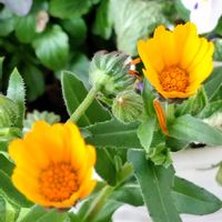 フユシラズ,今日のお花,花のある暮らし♡,おうち園芸,玄関アプローチの画像