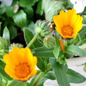 フユシラズ,今日のお花,花のある暮らし♡,おうち園芸,玄関アプローチの画像