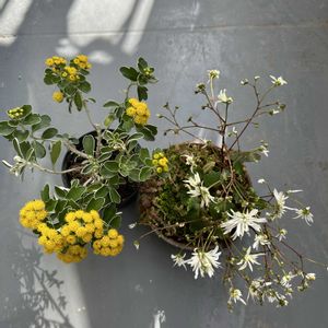 盆栽,観葉植物,山野草,花のある暮らし,おうち園芸の画像