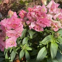 ガーベラ,ダリア,金魚草,八重咲き金魚草：ロイヤルプリンセス,今日のお庭の画像