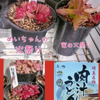火祭り,紅葉祭り,姫秋麗錦.,多肉植物,エケベリア属の画像