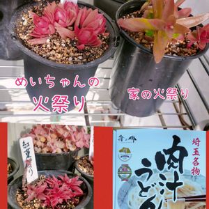 火祭り,紅葉祭り,姫秋麗錦.,多肉植物,エケベリア属の画像
