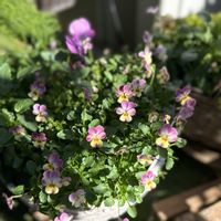 チューリップ,ヒヤシンス,ビオラ,野花,ガーデニングの画像