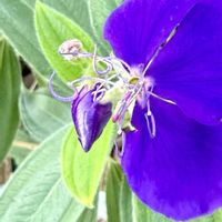 シコンノボタンの画像