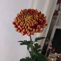 キク,キク科,和の趣,窓辺の画像