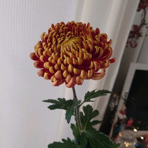 キク,キク科,和の趣,窓辺の画像